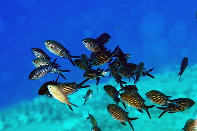 Crete Introductory Scuba Diving Experience - Why this Crete intro scuba course is a smart first step