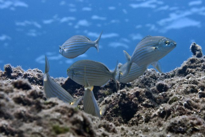 Crete Introductory Scuba Diving Experience - The 9:00 am flow, pickup zones, and why timing can surprise you