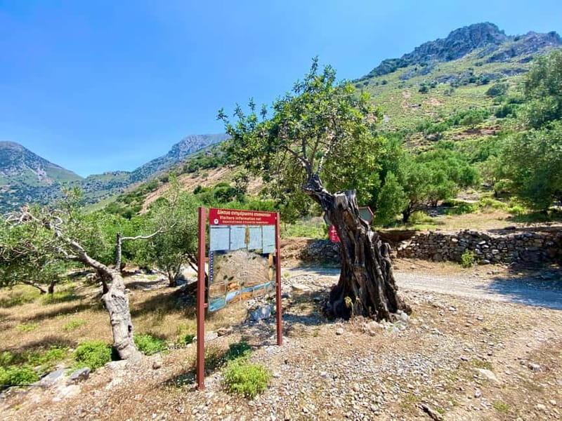 Crete: Kavousi Canyon Guided Hike & Beach Swim - The ancient olive tree of Kavousi: why one tree can feel like a whole stop