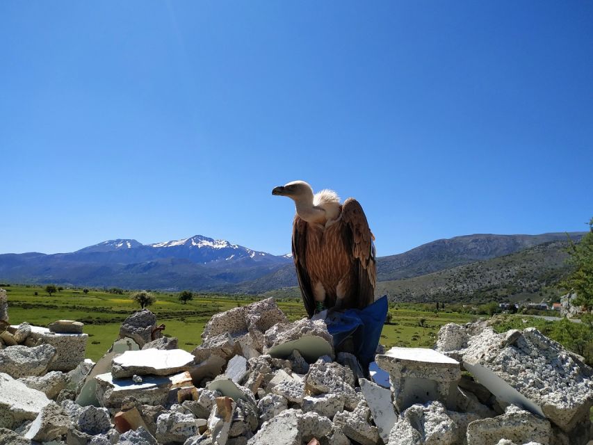 Crete: Lasithi Plateau and Cave of Zeus Off-Road Safari Tour - Krasi lunch and the 2,000-year-old plane tree