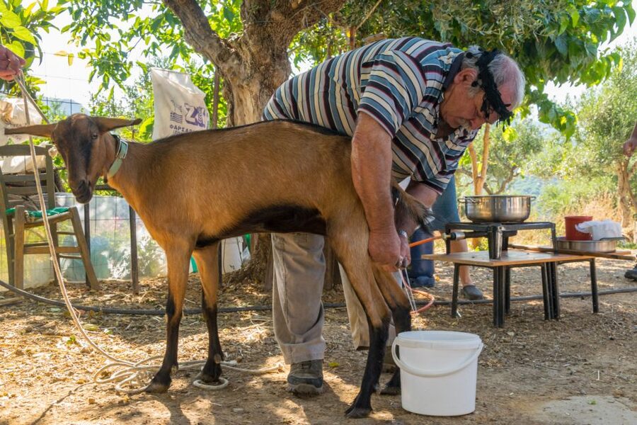 Crete: Lasithi Plateau and Cave of Zeus Off-Road Safari Tour - Potamies: farm life, milking, and cheese you actually taste