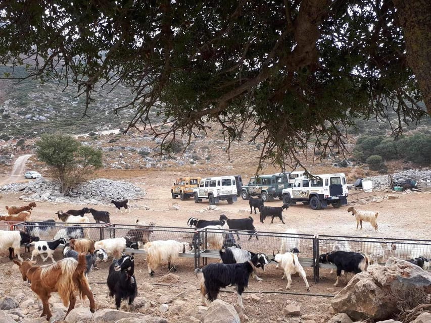 Crete: Lasithi Plateau Zeus Cave Guided Jeep Safari Tour - Lunch and Tastings: Olive Oil, Cheese, and That One Meal You’ll Actually Remember