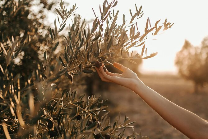 Crete: Local Wine Tasting & Visit to the Ancient Olive Tree - Key Highlights You Will Actually Feel