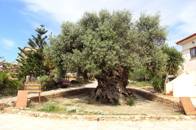 Crete: Local Wine Tasting & Visit to the Ancient Olive Tree - Stop 2 and 3 at Vouves, The 3,000-Year-Old Olive Tree and the Museum