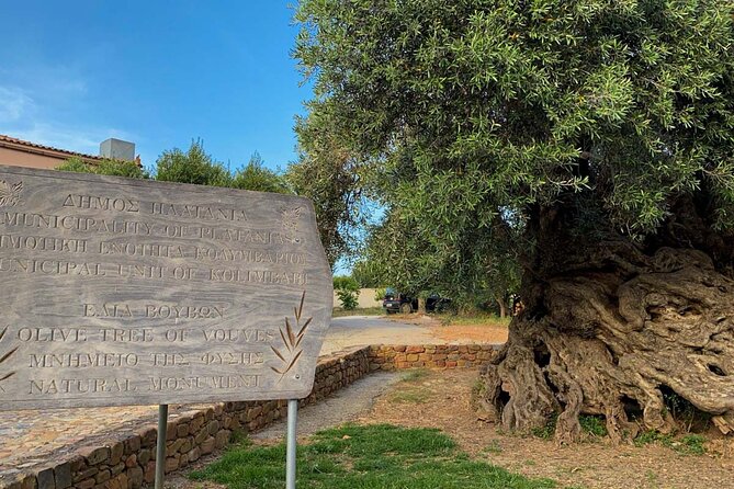 Crete: Local Wine Tasting & Visit to the Ancient Olive Tree - Who This Tour Suits, and Who Should Rethink Wine