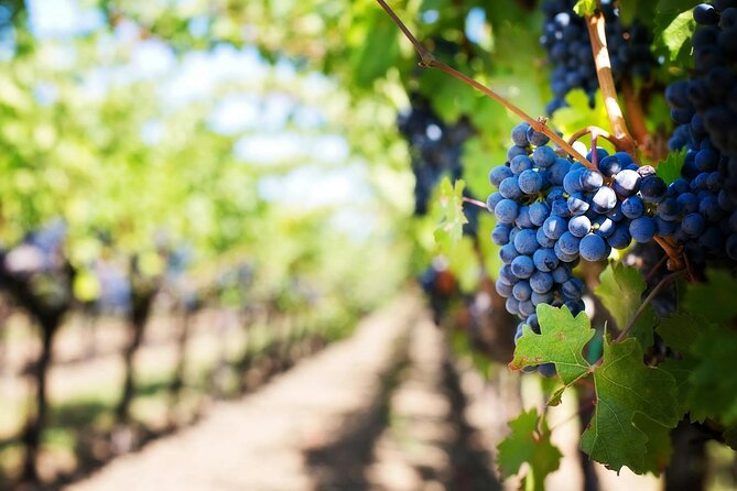 Crete: Local Wine Tasting & Visit to the Ancient Olive Tree - Practical Tips Before You Go