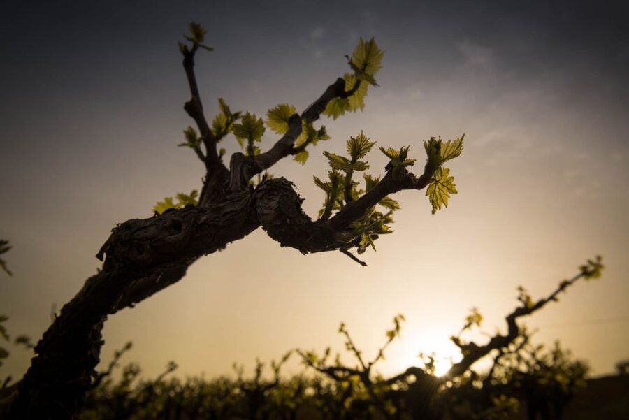Crete: Olive, Wine, & Raki on a Flavorful Culinary Journey - A 6.5-Hour Taste Circuit Around Crete