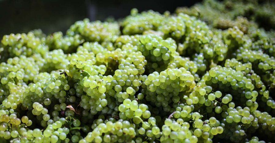 Crete: Olive, Wine, & Raki on a Flavorful Culinary Journey - Price and Value: Why $126 Can Feel Like a Good Deal
