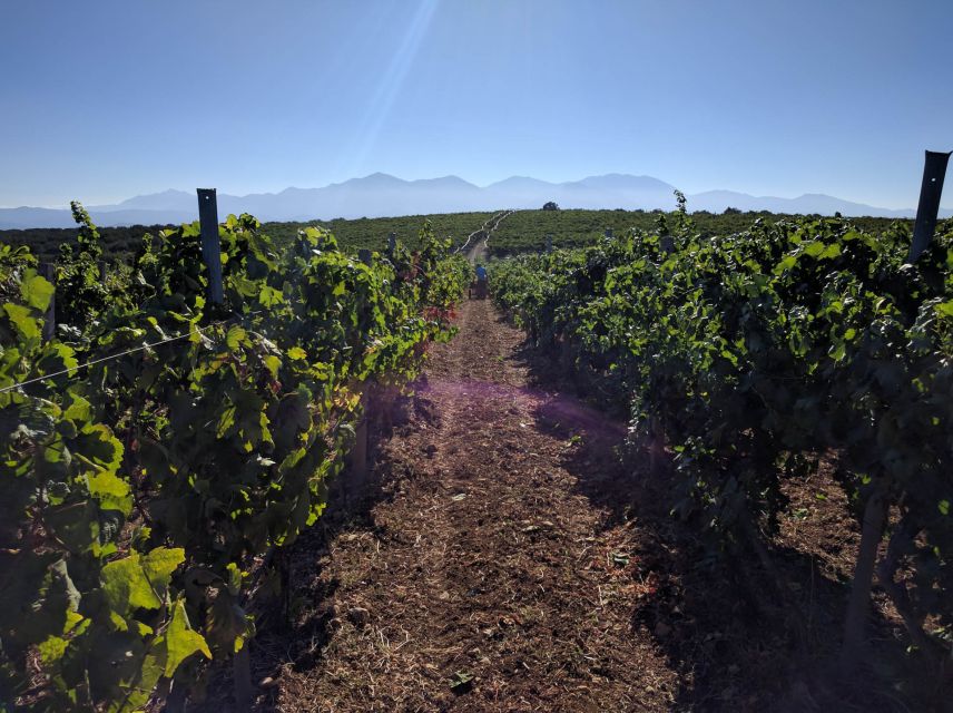 Crete: Olive, Wine, & Raki on a Flavorful Culinary Journey - What to Watch For Before You Go