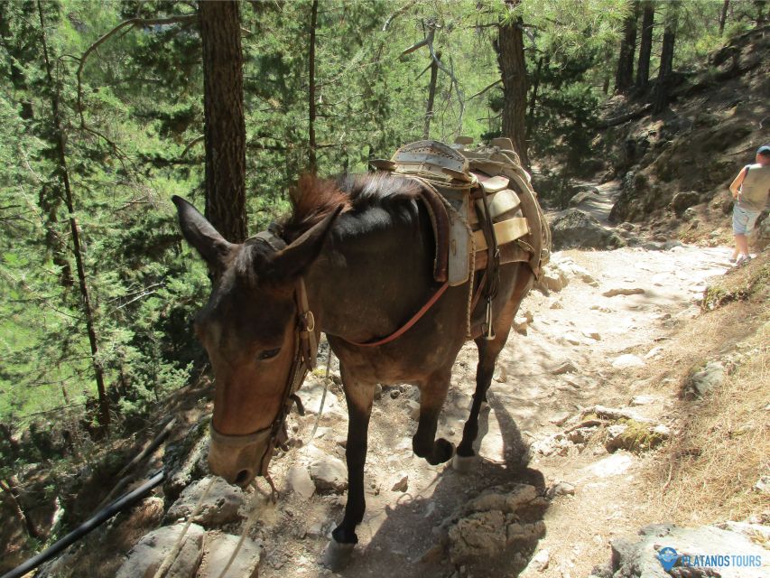 Crete: Private Guided Trek to Samaria Gorge with Transfer - The Big Draw: Samaria Gorge Without the Stress