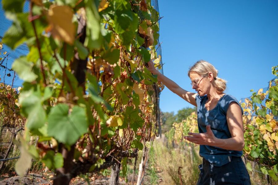 Crete Private Tour: The Secrets of Wine, Olives & Honey - Why Crete’s wine, olive oil, and honey work better in one day