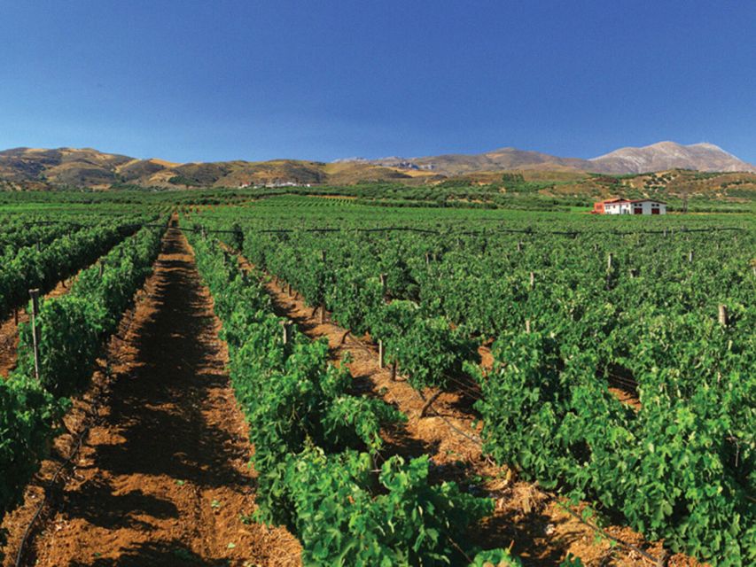 Crete Private Tour: The Secrets of Wine, Olives & Honey - Apithano Honey Factory: guided beekeeping lessons and honey tastings