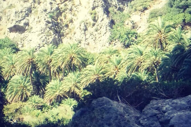 Crete: River Trekking at Preveli Beach - Stop 1: Preveli Palm Forest, Where the Water Changes the Mood