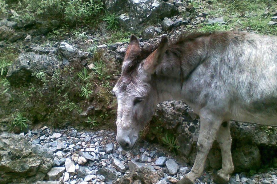 Crete: Samaria Gorge Hiking with transfer and expert Escort - The 1-hour south coast boat ride, a gentler ending