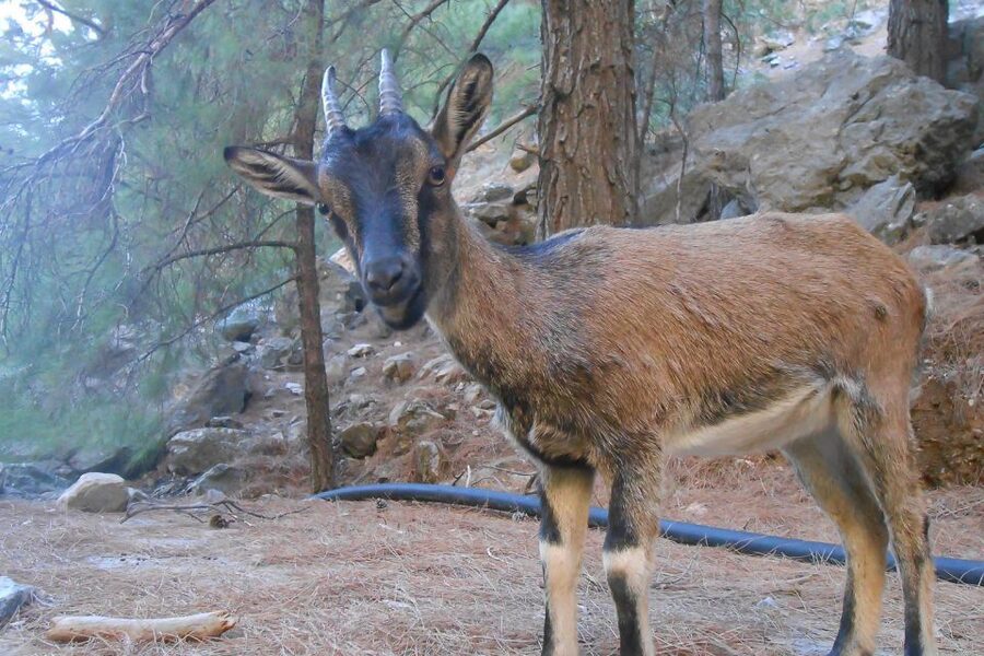 Crete: Samaria Gorge Hiking with transfer and expert Escort - What to bring, and what will actually save you