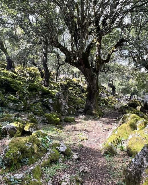 Crete: Sarakina Gorge, Forests, and South Coast Safari - Who should think twice