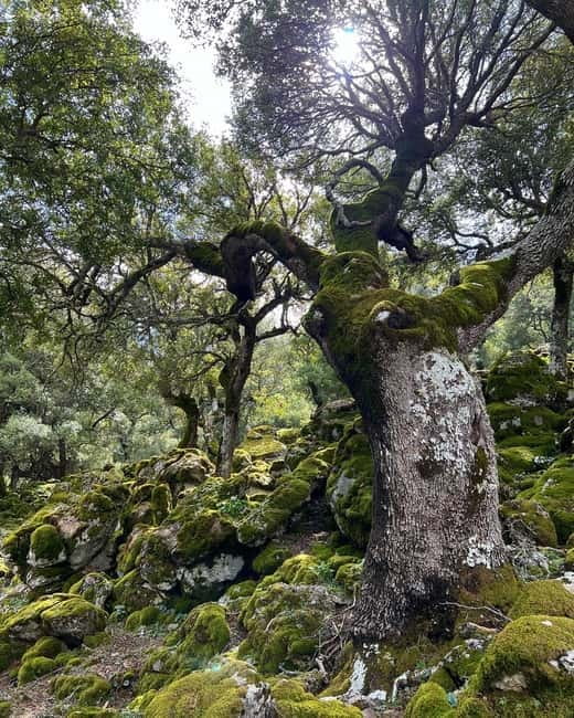 Crete: Sarakina Gorge, Forests, and South Coast Safari - Hidden inland gems: old paths, village viewpoints, and guided stops