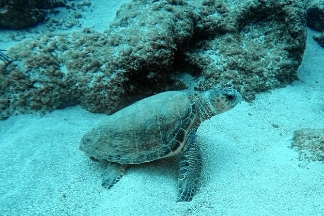 Crete: Scuba Diving for Certified Divers in Chania - Underwater Expectations: Visibility, Tunnels, Walls, and Wrecks