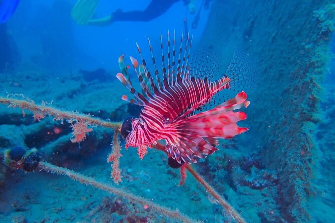 Crete: Scuba Diving for Certified Divers in Chania - Who Should Book This Chania Certified-Diver Outing