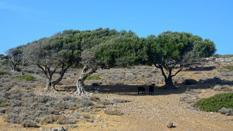 Crete: Vai Palm Forest, Itanos & Erimoupoli Beach, Road Trip - Key Things You’ll Notice on This Vai, Itanos, Erimoupoli Road Trip