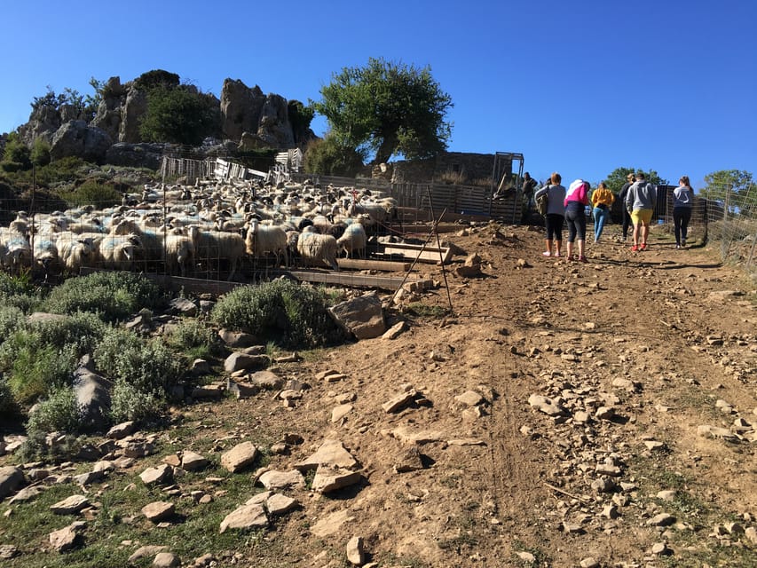 Crete: White Mountains Preserve Day Tour - Lunch at a family tavern: what makes it feel worth it