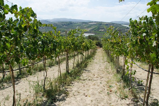 Digenakis winery - Wine tasting experience - Price and value: what $22.37 buys you in Crete