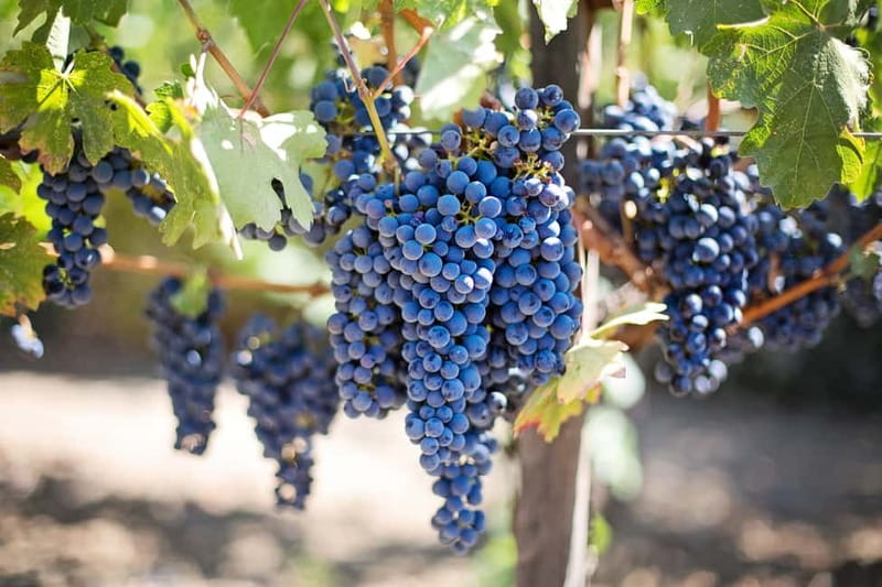Discover Taste of Crete: Guided Winery Tour and Tastings - Lyrarakis Winery: the famous second act with 5 more tastings and lunch