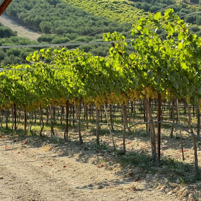 E-bike-Full Day - Knossos - Olive oil Factory & Wine Tasting - Olive Oil Factory Visit: Why This Stop Feels More Useful Than a Shop Purchase