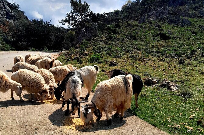 Eat & Crete Food Tour [non-touristy] Chania Villages - Stop 5: fruit or homemade dessert with sea and country views