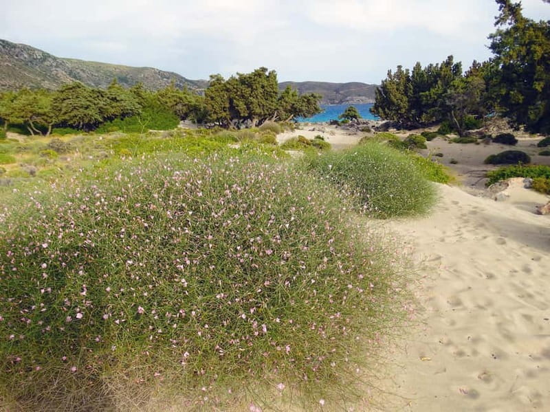 Elafonisi Bay - PINK COLOR SAND BEACH - Arriving at Elafonisi: what you should notice first