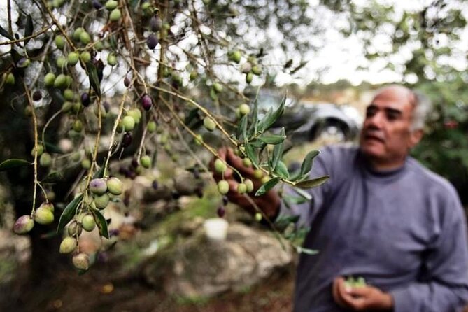 Experience of Olive Oil Tasting Crete , Visit the Knossos Palace - Key Highlights at a Glance