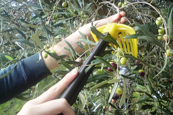 Experience of Olive Oil Tasting Crete , Visit the Knossos Palace - Knossos Palace Mention: Do a Quick Inclusion Check