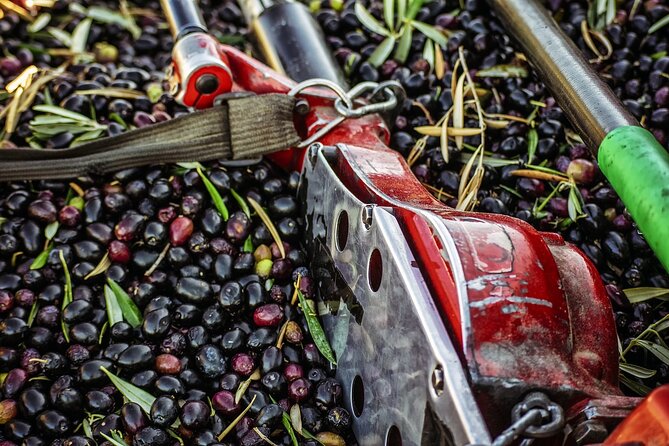 Experience of Olive Oil Tasting Crete , Visit the Knossos Palace - Drivers and Guide Care: Why Small-Service Details Matter