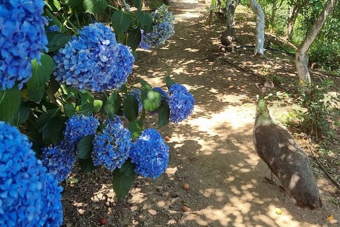 Explore Botanical Garden Mountain Views and Culture in Crete - To Exari and a Family-Run Taverna: Lunch Is Optional, Your Choice