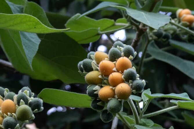Explore Botanical Garden Mountain Views and Culture in Crete - Timing, Shoes, and Weather: The Stuff That Makes or Breaks a Mountain Day