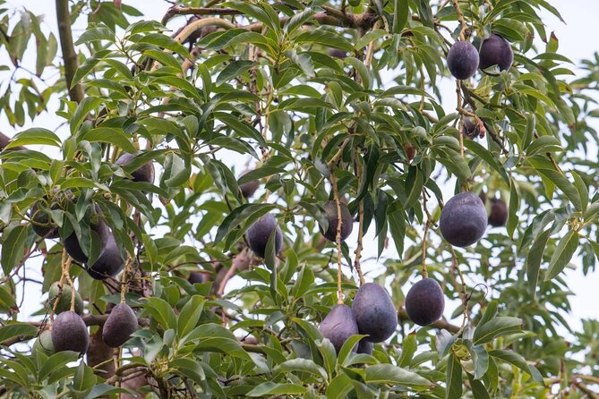 Explore Botanical Garden Mountain Views and Culture in Crete - Who This Tour Fits Best (and Who Might Want a Different Plan)