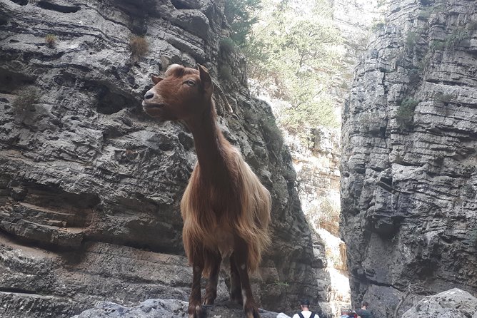 Explore IMBROS GORGE. - Starting early from Chania: transfers that keep your day simple