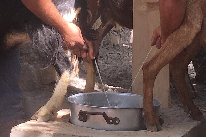 Explore Shepherd’s Hut and Cheese Making Process - Apithano Honey Museum, factory tours, and the tasting part you will love