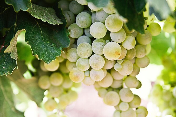 Explore the Secrets of Wine and Olives in Rethymno - The guide factor: where Panos makes the day click