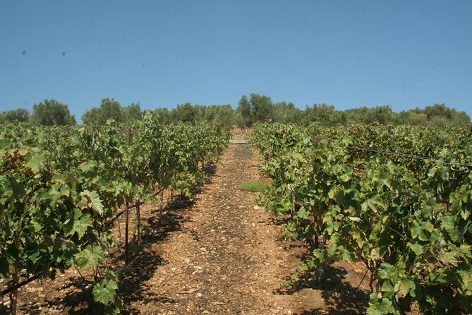 Explore the Secrets of Wine and Olives in Rethymno - Who should book this tour, and who should skip it
