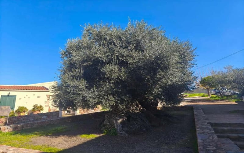Flavors of Crete from Chania: Wine & Olive Oil Tasting Tour - Lunch on western Crete: food break plus time to look around