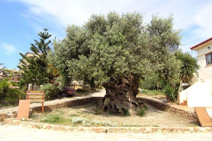From Chania: Olive Oil, Wine, Cheese & Honey Tasting Tour - Nopigia wine tasting at Pnevmatikakis Winery: many pours, lots of food