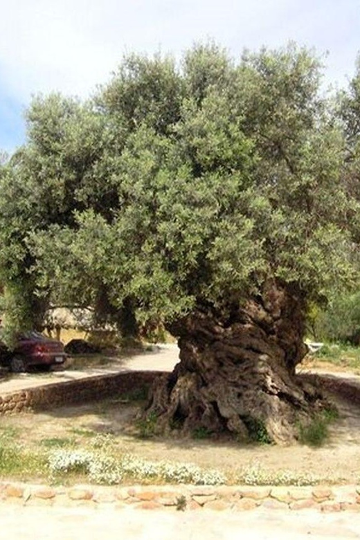 From Chania: Olive Oil, Wine, Cheese & Honey Tasting Tour - Who should book, and who might want a different day