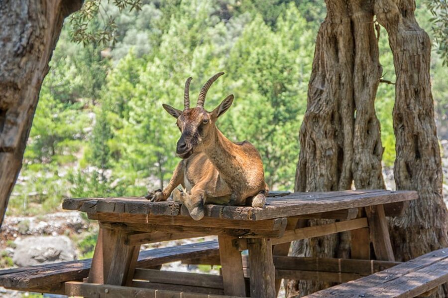 From Chania: Samaria Gorge with Professional Hiking Guide - Why This Guided Samaria Gorge Day Works So Well From Chania