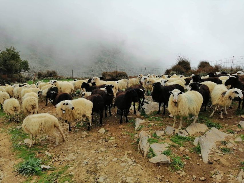 From Chania: White Mountains Land Rover Safari - Why the White Mountains feel like a different side of Crete