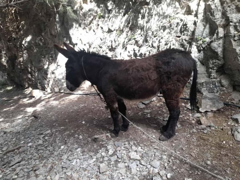 From Georgioupoli: Easy Hiking Day-Trip to Imbros Gorge - What to bring (and what to plan around)