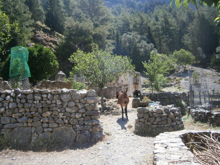 From Georgioupolis: Roundtrip Transfer to Samaria Gorge - Who should book this, and who should skip it