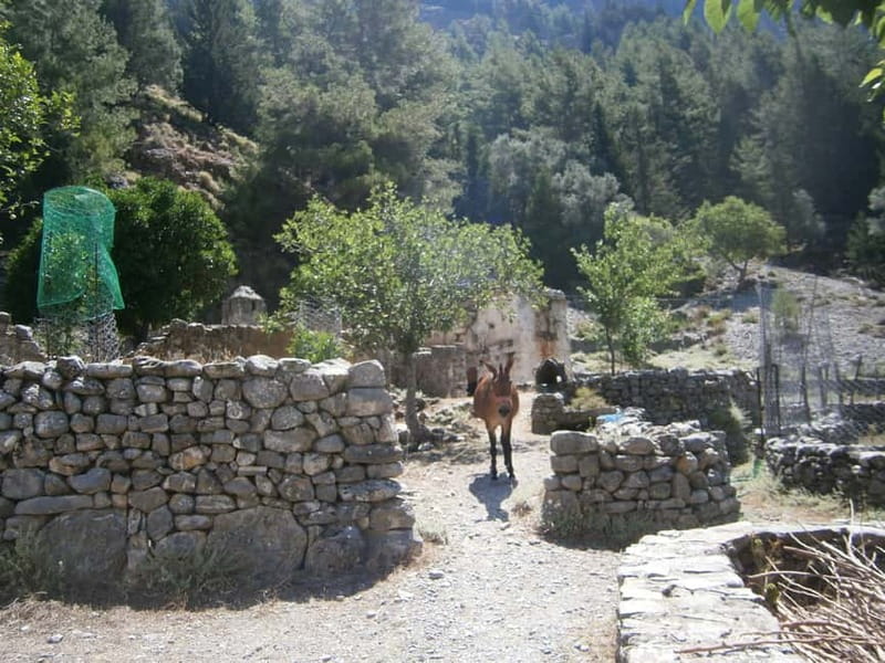 From Georgioupolis: Roundtrip Transfer to Samaria Gorge - How the day flows: Omalos Plateau, gorge entrance, and Ayia Roumeli
