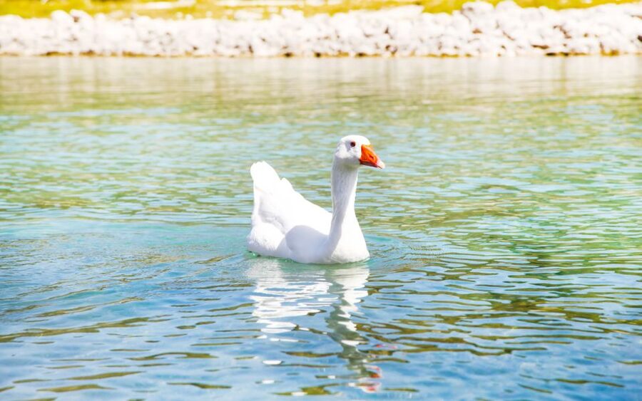 From Heraklion: Chania, Rethymno & Lake Kournas Full Day - Chania old town and Venetian harbor: your best use of limited hours