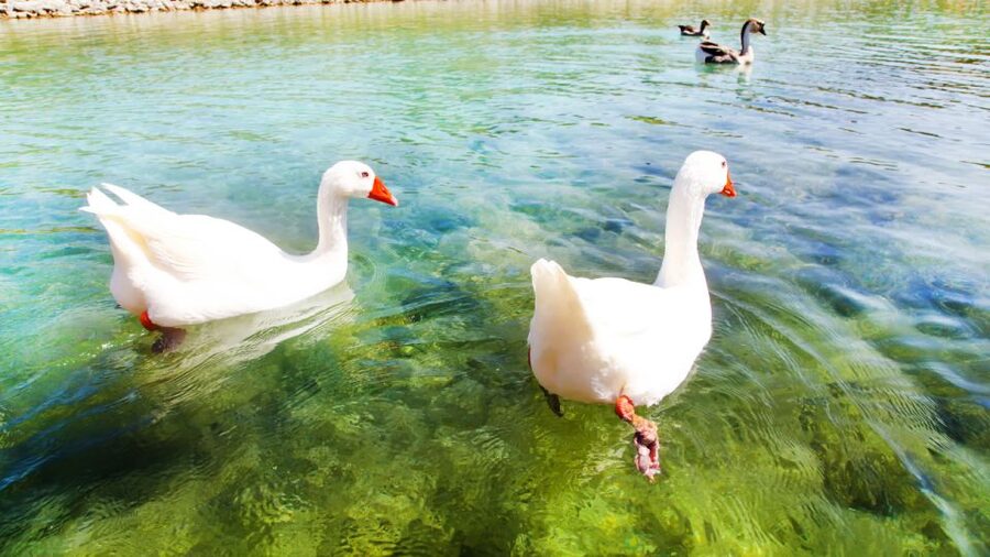 From Heraklion: Chania Town, Kournas Lake, and Rethymno Tour - Should you book this West Crete day trip?